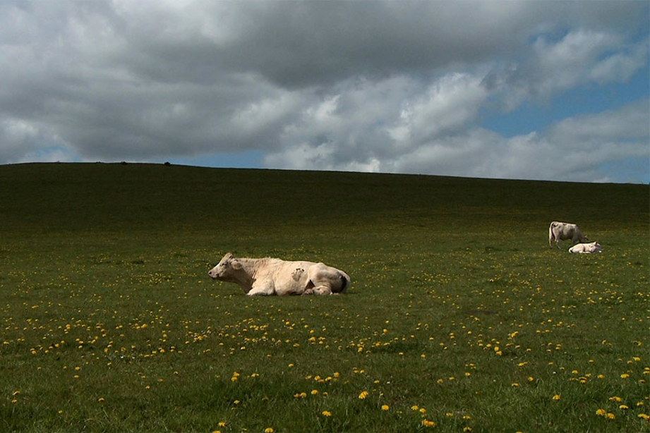 Ciné-Villeneuve présente Bovines ou la vraie vie des vaches